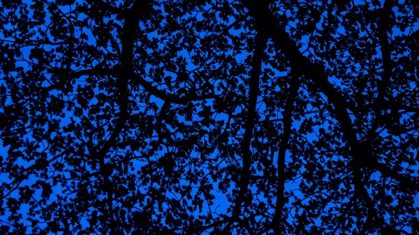 Branches Sky Dark wallpaper