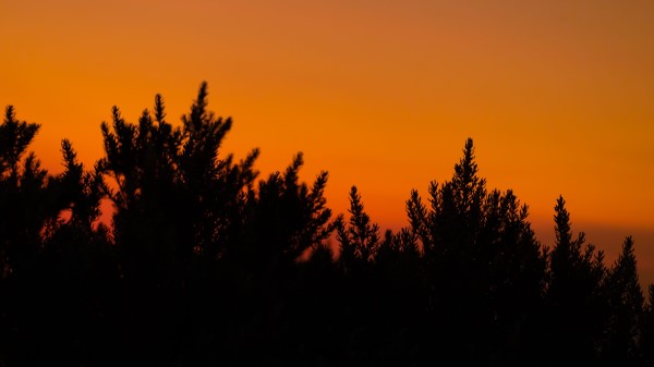 Bush Silhouette Dark Wallpaper