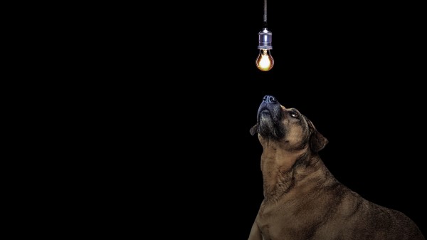 Dog Light Bulb Idea Wallpaper