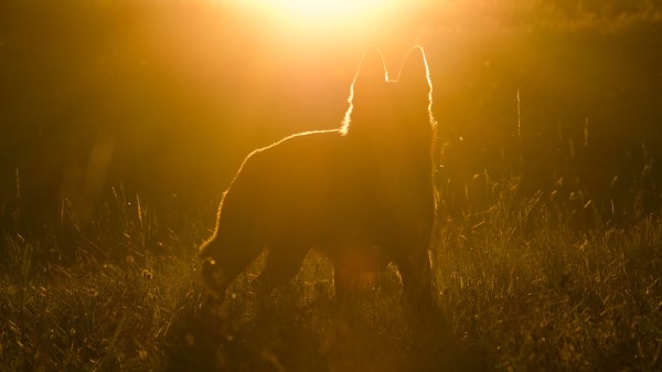 Dog Silhouette Sunlight Wallpaper