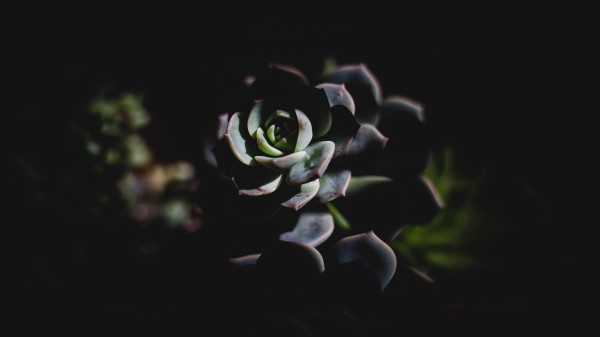 Echeveria Succulent Shadow wallpaper