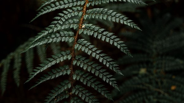 Fern Leaf Bushes Wallpaper