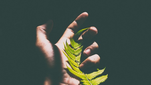 Fern Leaf Hand Shadow Wallpaper