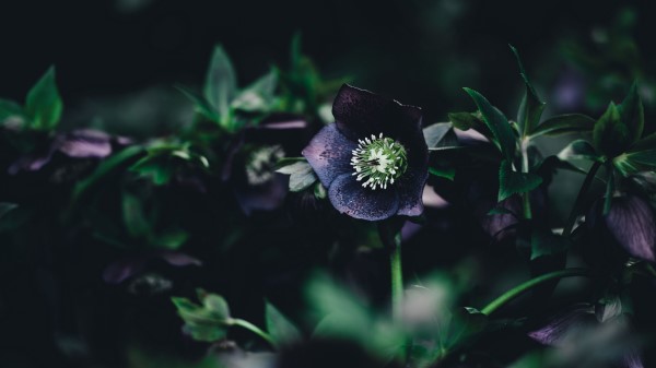 Flower Dark Leaves Wallpaper