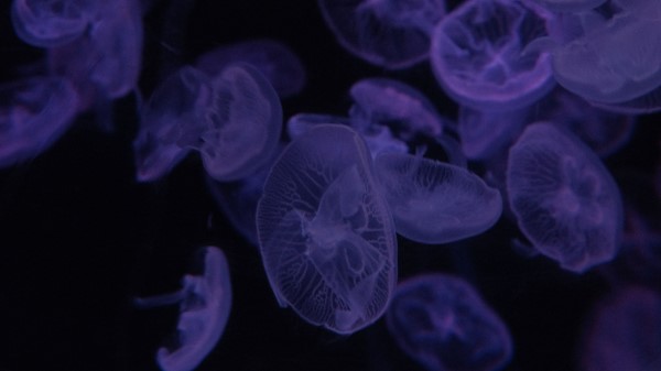 Jellyfish Dark Beautiful wallpaper