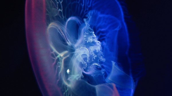 Jellyfish Glow Transparent Wallpaper