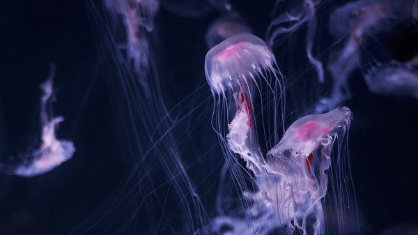 Jellyfish Tentacle Water Image wallpaper