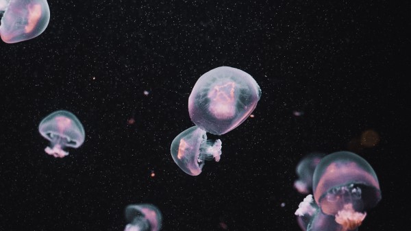 Jellyfish Underwater World Dark wallpaper