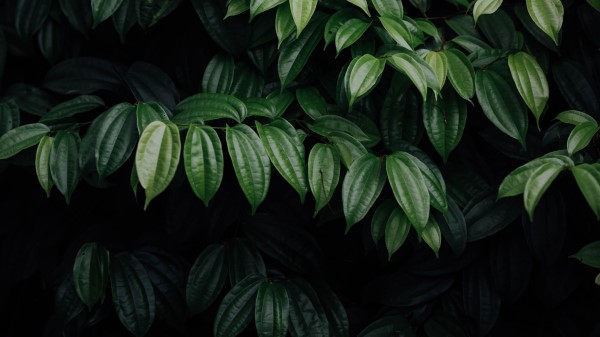 Leaves Plant Dark Wallpaper