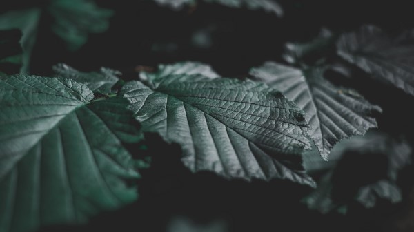 Leaves Veins Close Up wallpaper