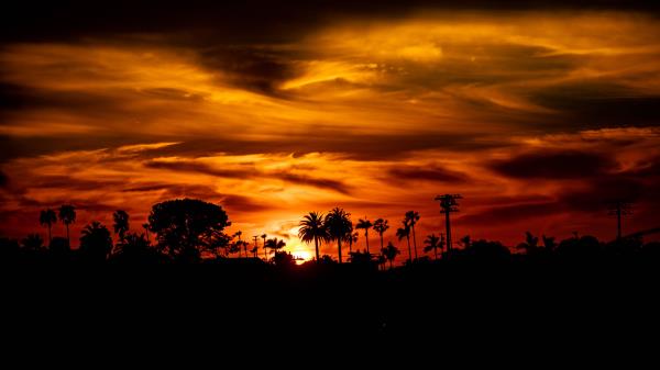 Palm Sunset Silhouette Wallpaper