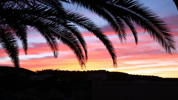 Palm Tree Sky Sunset Wallpaper