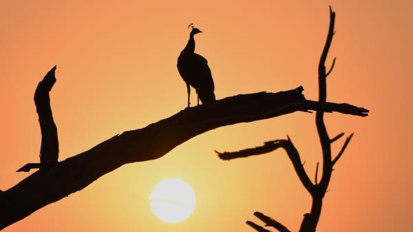 Peacock Bird Silhouette wallpaper