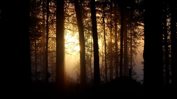 Tree Light Sun wallpaper