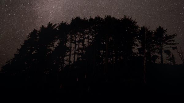 Trees Starry Sky Stars Wallpaper