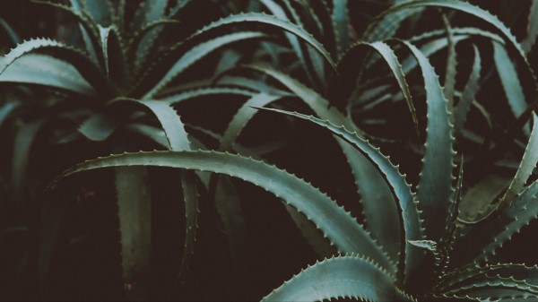 Aloe Flower Plant wallpaper