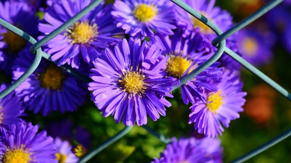 Aster Violet Flowers Wallpaper