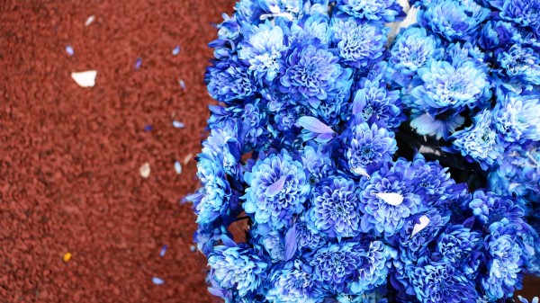 Bouquet Flowers Blue Wallpaper