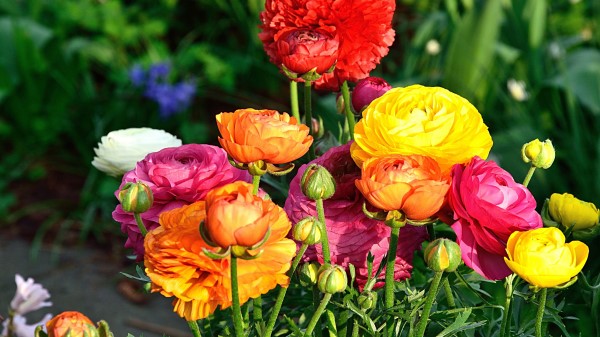 Bouquet Flowers Colorful Wallpaper