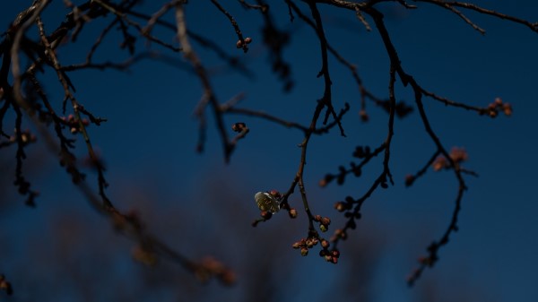 Branch Buds Flowers Wallpaper