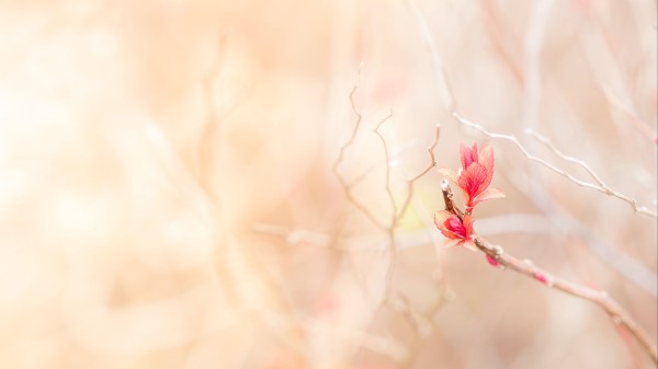 Branch Leaves Pink Wallpaper
