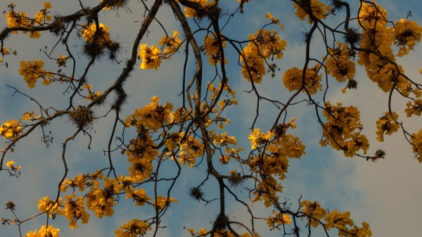 Branches Flowers Yellow wallpaper