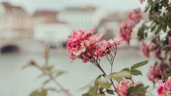 Bush Flowers Pink Leaves wallpaper