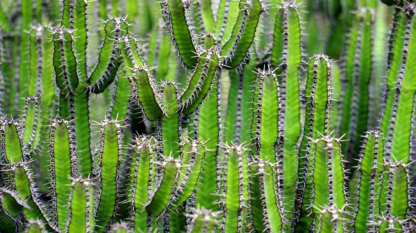 Cactus Flower Thorn Plant wallpaper