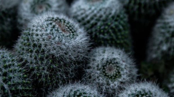 Cactus Flower Thorns wallpaper