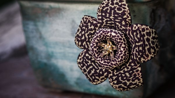 Cactus Flower Unusual Spotted Wallpaper