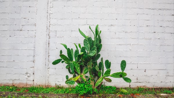 Cactus Flower Wall wallpaper
