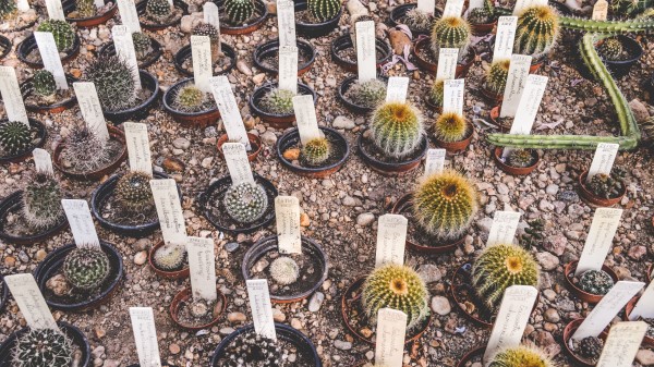 Cactus Flowers House Plants Pots Wallpaper