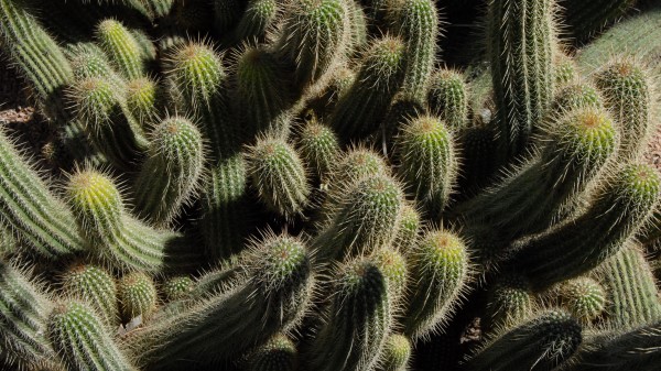 Cactus Plants Spines wallpaper