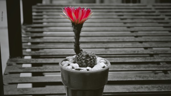 Cactus Pot Flower Wallpaper
