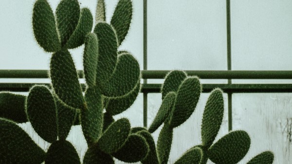 Cactus Succulent Plant Green Wallpaper