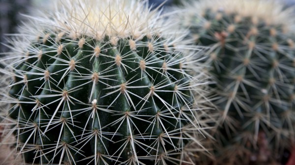 Cactus Succulents Thorns Close Up Wallpaper