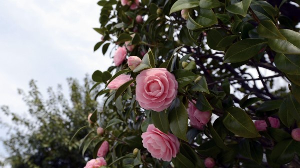 Camellia Flowering Shrubs Branches Leave Wallpaper