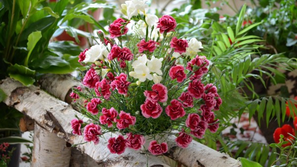 Carnation Flowers Bouquets Composition Birch Herbs Beauty Wallpaper