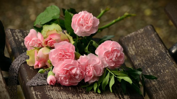 Carnations Flowers Flower Pink wallpaper