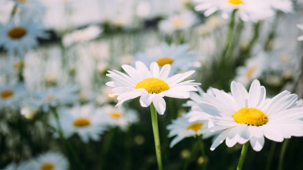 Chamomile Field Flower Wallpaper