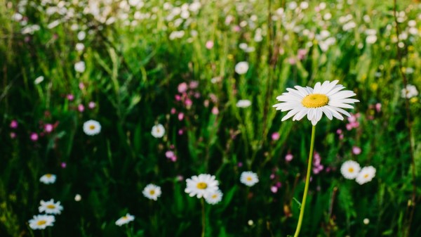 Chamomile Field Summer Wallpaper
