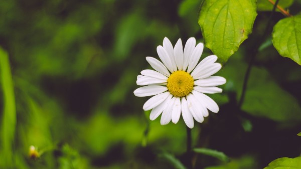 Chamomile Flower Blur Petals Greens wallpaper