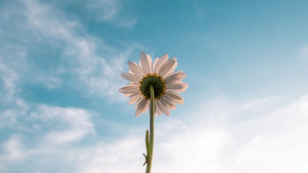 Chamomile Flower Sky Wallpaper