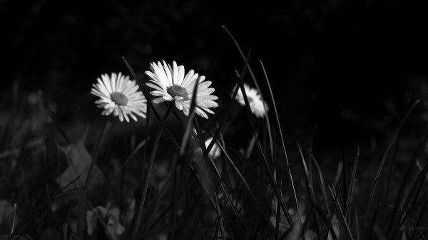 Chamomile Flowers Bw Wallpaper