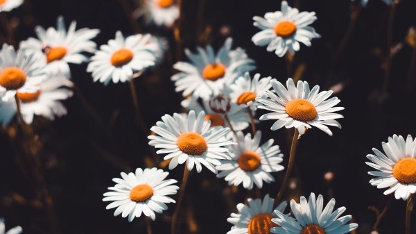 Chamomile Flowers Field wallpaper
