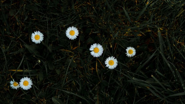 Chamomile Flowers Grass Wallpaper