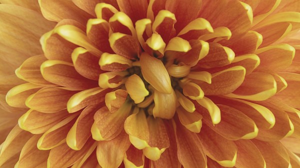Chrysanthemum Flower Petals Wallpaper