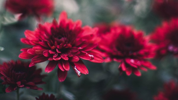 Chrysanthemum Flowers Red wallpaper