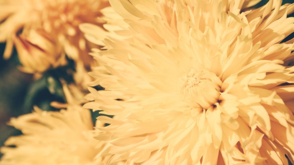 Chrysanthemum Petals Flower wallpaper