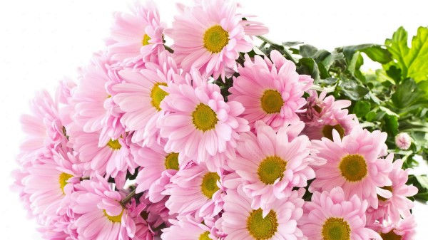 Chrysanthemum Rose Bouquet Many Wallpaper